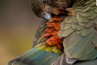 Julie Chandelier - Preening Kea