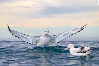 Tony Whitehead - Toroa/Gibson’s Albatross pair