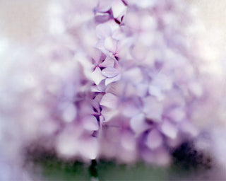 Hydrangea Through the Window