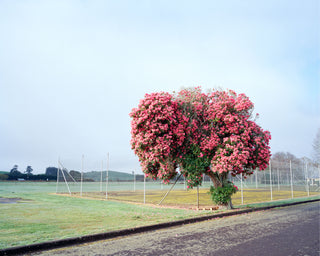 Pink Tree on Old Taupiri Road, 2018